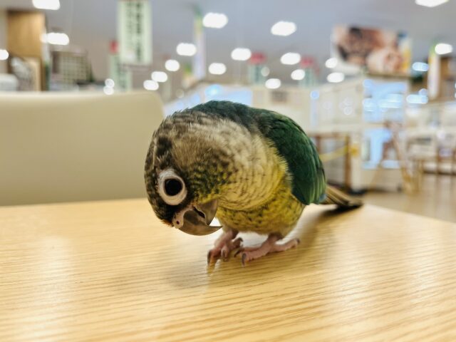 ワキコガネウロコインコ