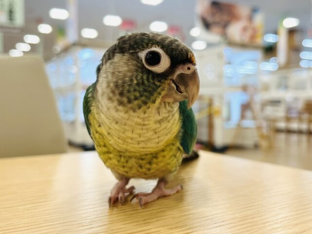 ワキコガネウロコインコ