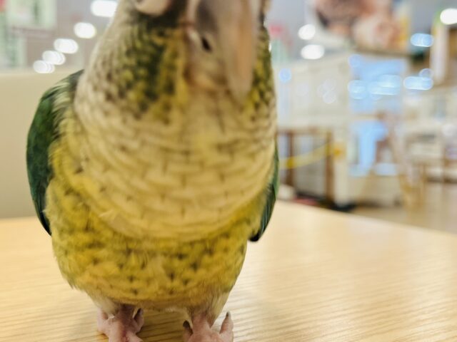 ワキコガネウロコインコ