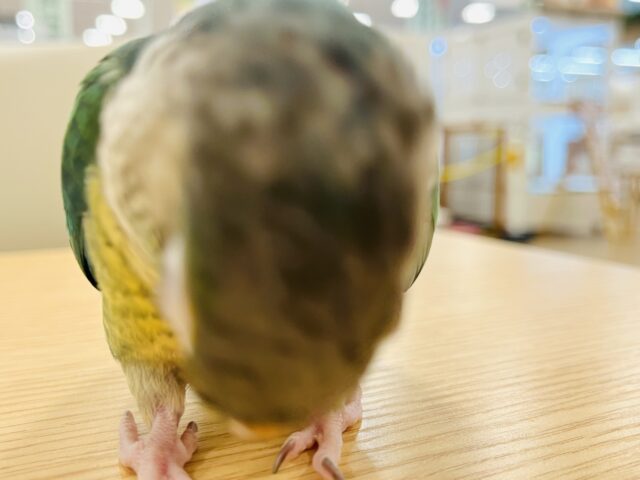 ワキコガネウロコインコ