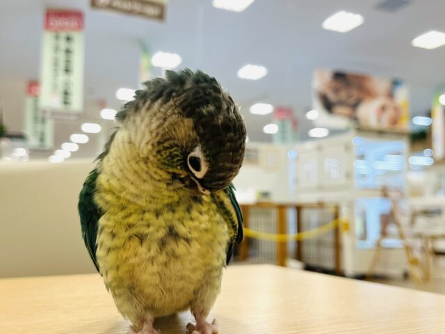 ワキコガネウロコインコ