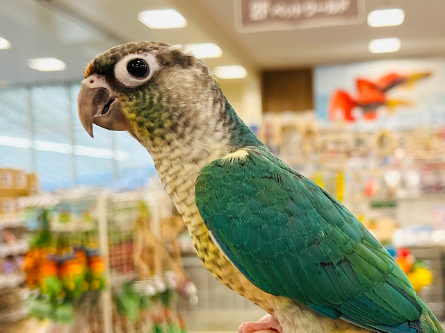 【動画更新🪄】くりくりおめめ♡わたっ子‪☆ワキコガネウロコインコ(ブルー) ヒナ