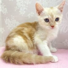 🌟最新画像🐈かまってにゃん🐾マンチカン(レッドタビー＆ホワイト)♥️女の子♥️2024年2月16日生まれ
