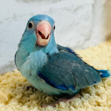 【最新画像更新🪄】幸せの青い鳥が舞い降りた🪶マメルリハ(ブルー)男の子