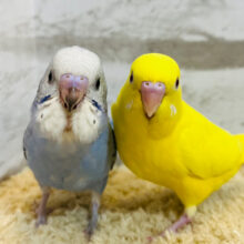 【あと1羽です🪶】目に映る子、みんな鮮やか💐🫧セキセイインコ ヒナ