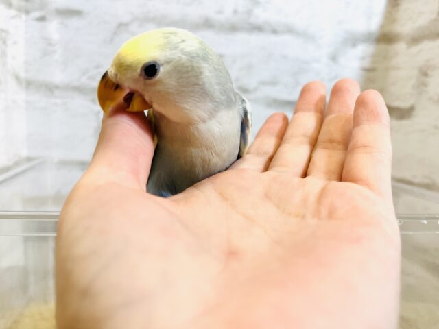 コザクラインコ（小桜インコ）