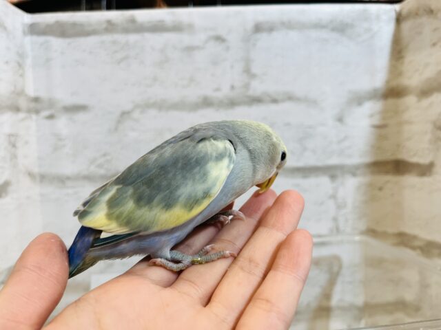 コザクラインコ（小桜インコ）