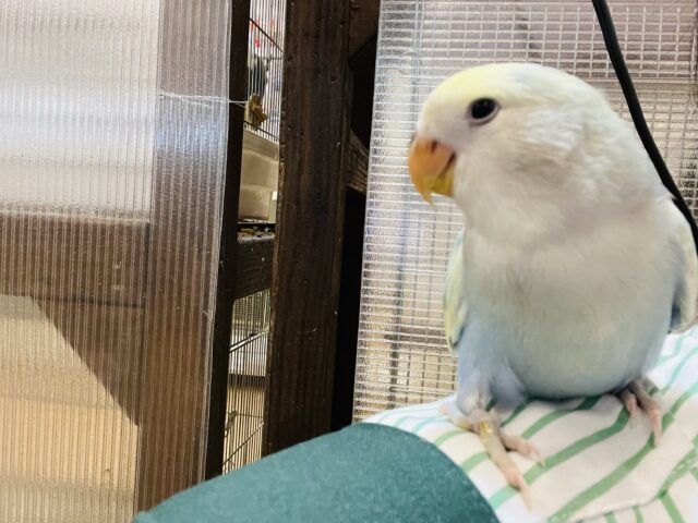 コザクラインコ（小桜インコ）