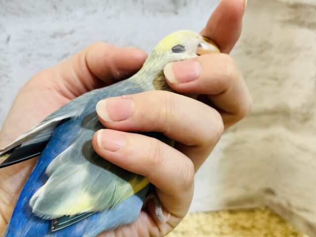 コザクラインコ（小桜インコ）