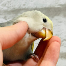 【最新画像・動画更新🪄】見て可愛い♡触って癒される♡コザクラインコ(ブルーチェリーパイド) ヒナ