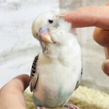 【最新画像更新🪄ひとり餌‪☆】素敵カラー✨目を引く存在‪☆セキセイインコ ヒナ