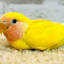 【最新画像更新🪄】輝くビタミンイエロー💛コザクラインコ(ゴールデンチェリー) ヒナ