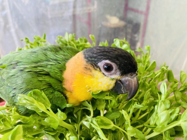 ズグロシロハラインコ