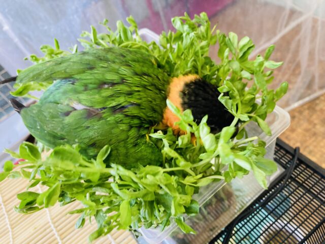 ズグロシロハラインコ