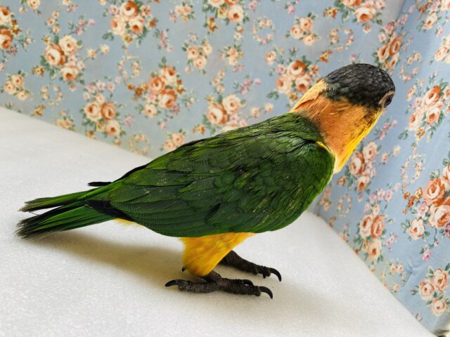 ズグロシロハラインコ