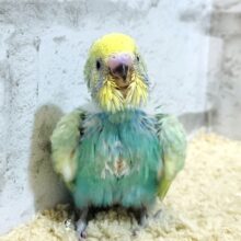 【最新画像更新🪄】わた毛ちゃんの見ている景色はどんなだろう〜？🫧セキセイインコ(パステルカラーレインボー) ヒナ