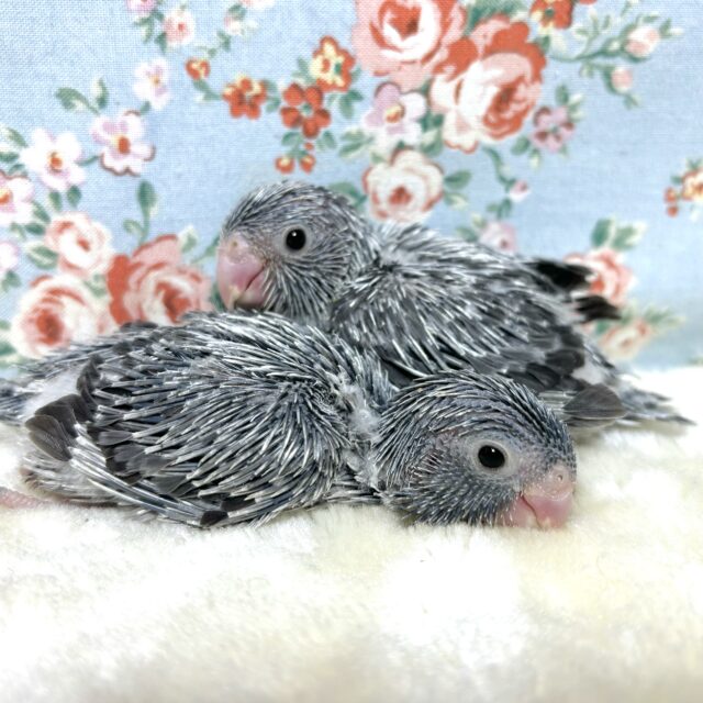 マメルリハ ブラックモーブ 2羽 〈男の子〉 🪶( ・θ・)🪶 マメルリハ