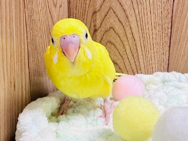 幸せの黄色い鳥🐥セキセイインコ（ルチノー）