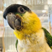 【最新画像・動画更新🪄】構って構って♪黒いヘルメットが目印です♡ズグロシロハラインコ ヒナ