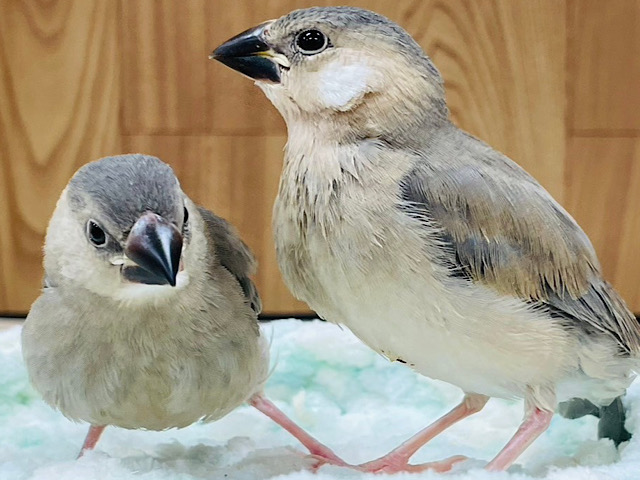 食欲旺盛◎双子みたい♡桜文鳥　ヒナ