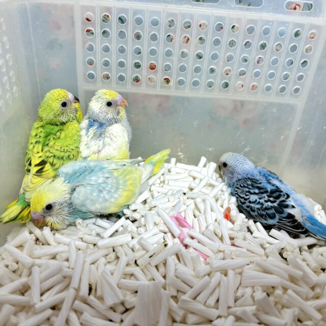 セキセイインコ