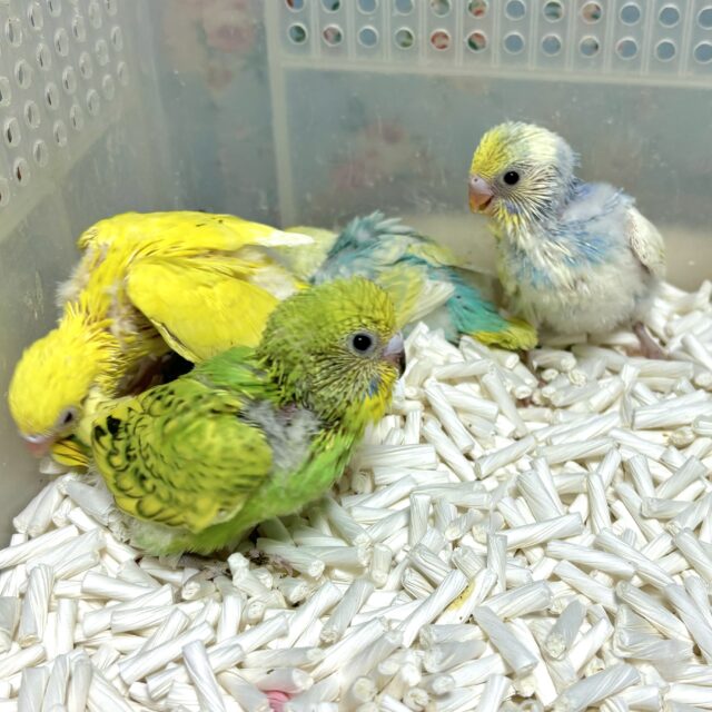 セキセイインコ