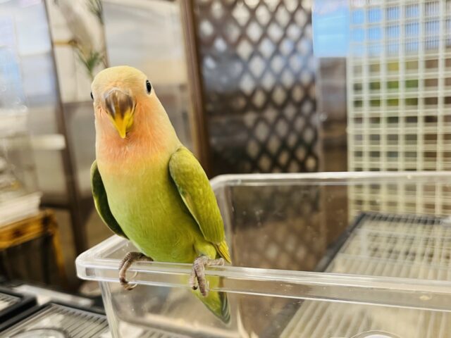 コザクラインコ（小桜インコ）