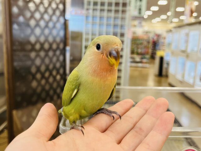 コザクラインコ（小桜インコ）