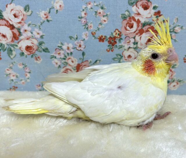 オカメインコ