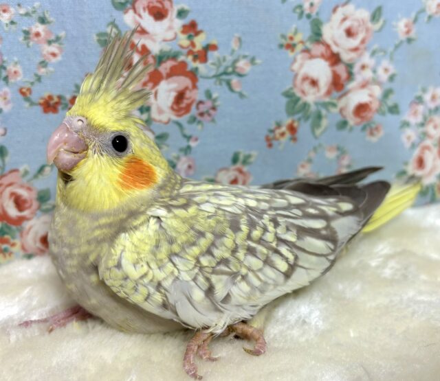 オカメインコ