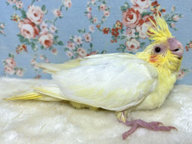 オカメインコ