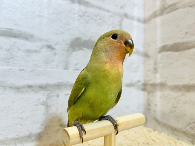 コザクラインコ（小桜インコ）