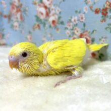 セキセイインコ  ルチノー  🌼❤️