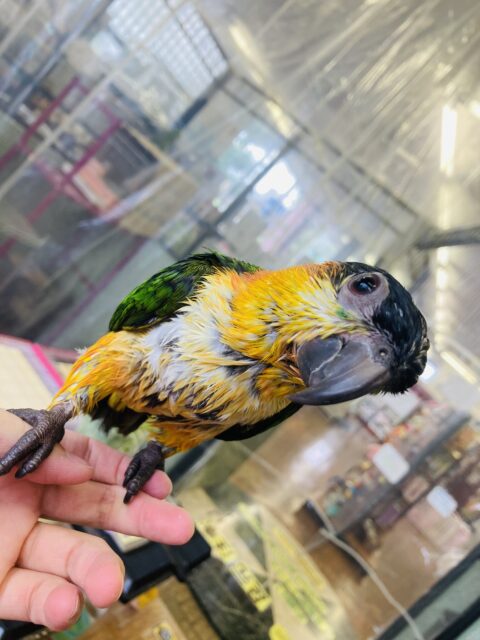 ズグロシロハラインコ