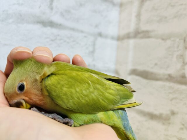 コザクラインコ（小桜インコ）