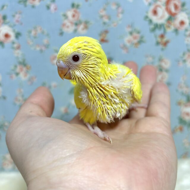 セキセイインコ ルチノー 🌼❤️ セキセイインコ