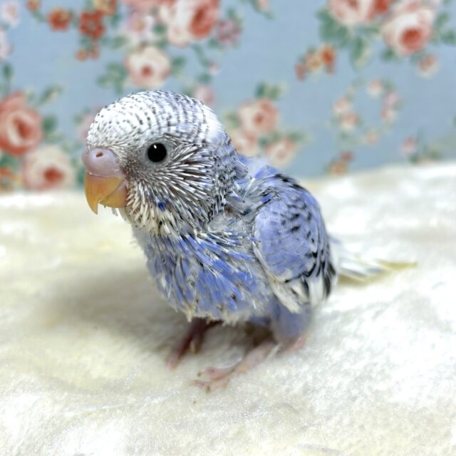 セキセイインコ バイオレットパイド 💟‎➰✨