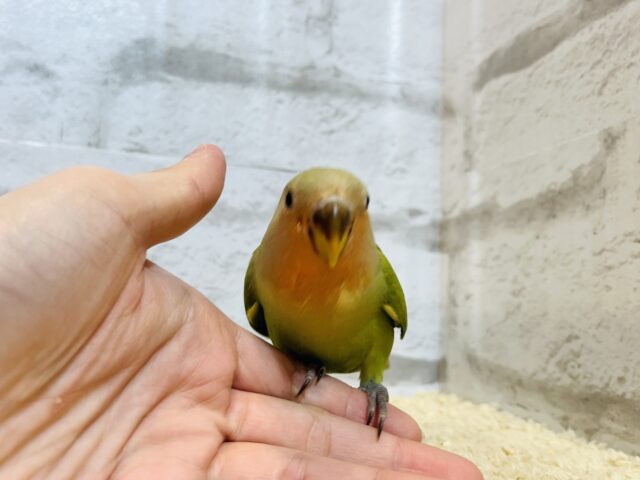 コザクラインコ（小桜インコ）