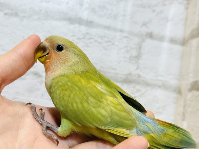 コザクラインコ（小桜インコ）