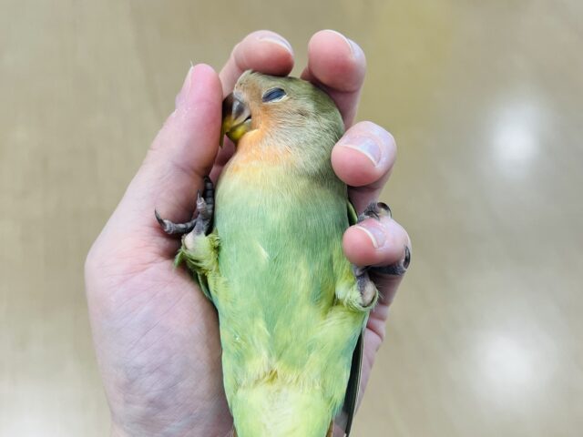 コザクラインコ（小桜インコ）