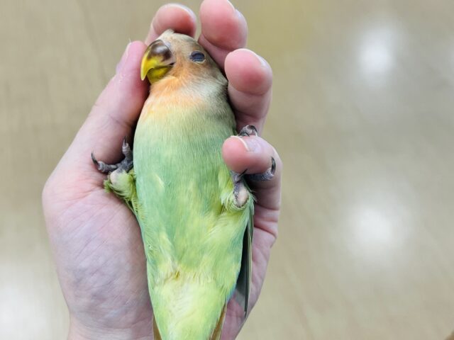 コザクラインコ（小桜インコ）