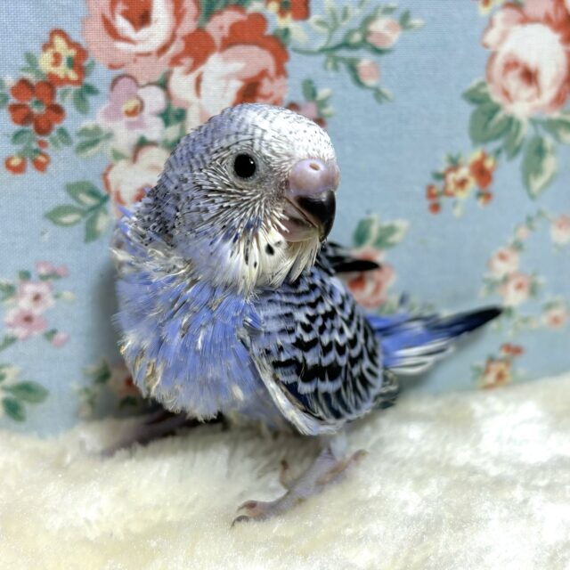 セキセイインコ バイオレットオパーリン (*´θ`)💜