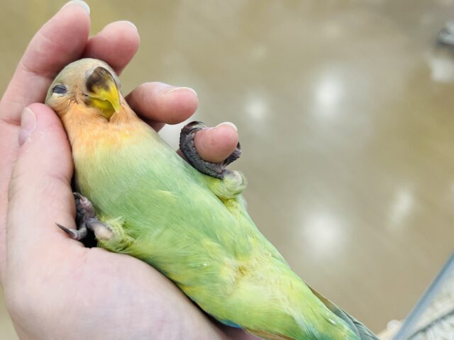 コザクラインコ（小桜インコ）