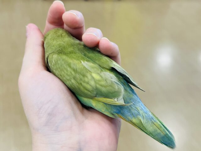 コザクラインコ（小桜インコ）