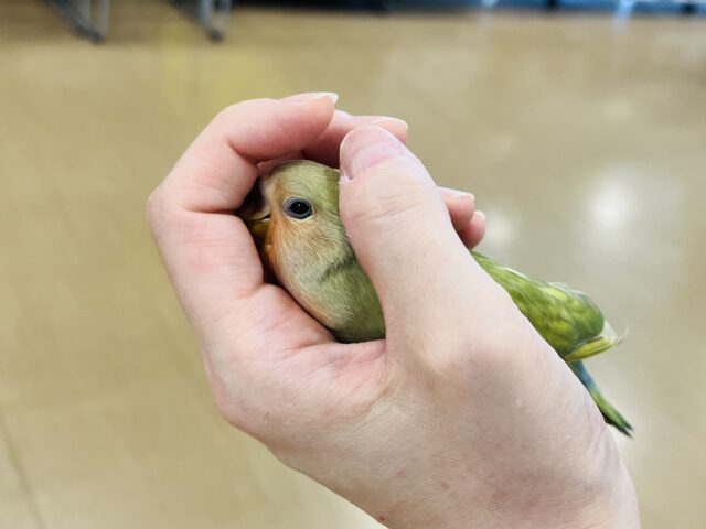 コザクラインコ（小桜インコ）