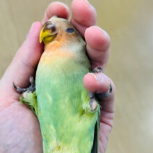 【最新画像更新🪄もうすぐひとり餌‪☆】抹茶色のわた毛に包まれた天使ちゃん♪コザクラインコ(シナモン) ヒナ