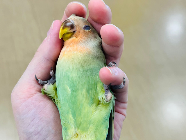 【最新画像更新🪄もうすぐひとり餌‪☆】抹茶色のわた毛に包まれた天使ちゃん♪コザクラインコ(シナモン) ヒナ