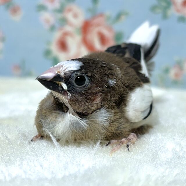 十姉妹（ジュウシマツ）