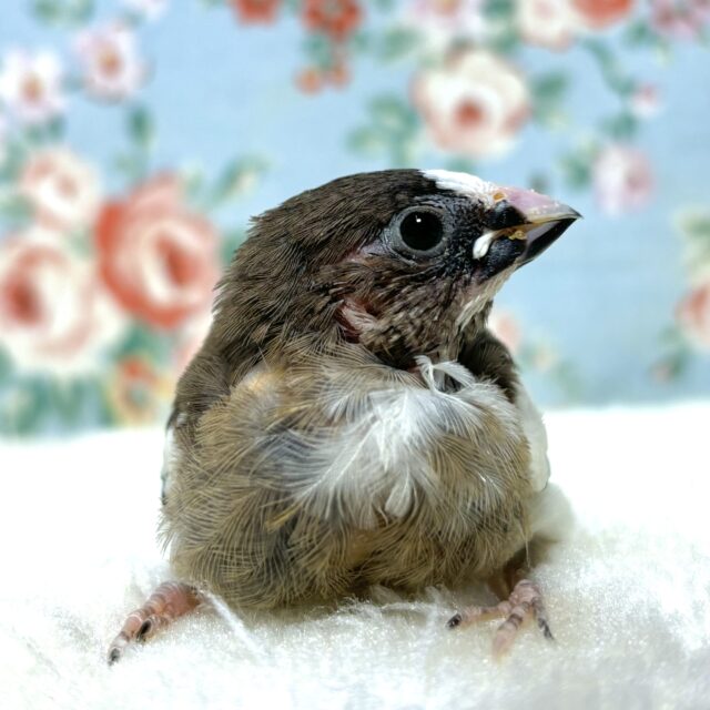 十姉妹（ジュウシマツ）