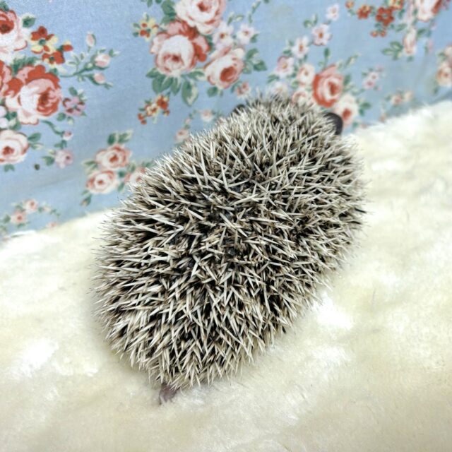 ハリネズミ（ヨツユビハリネズミ）